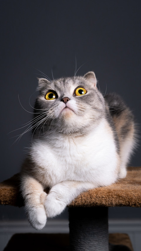 Good use of crying cat artifact 82 screenshot