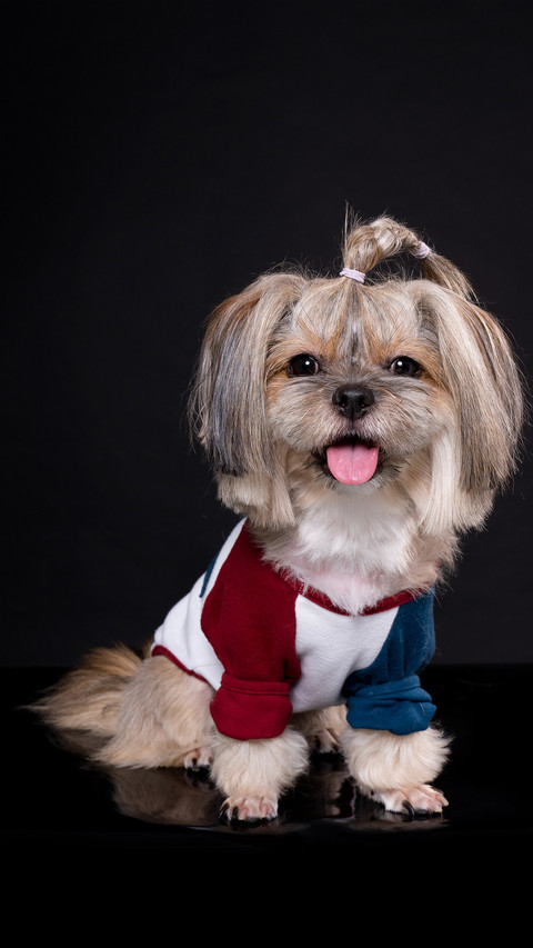西施犬 screenshot