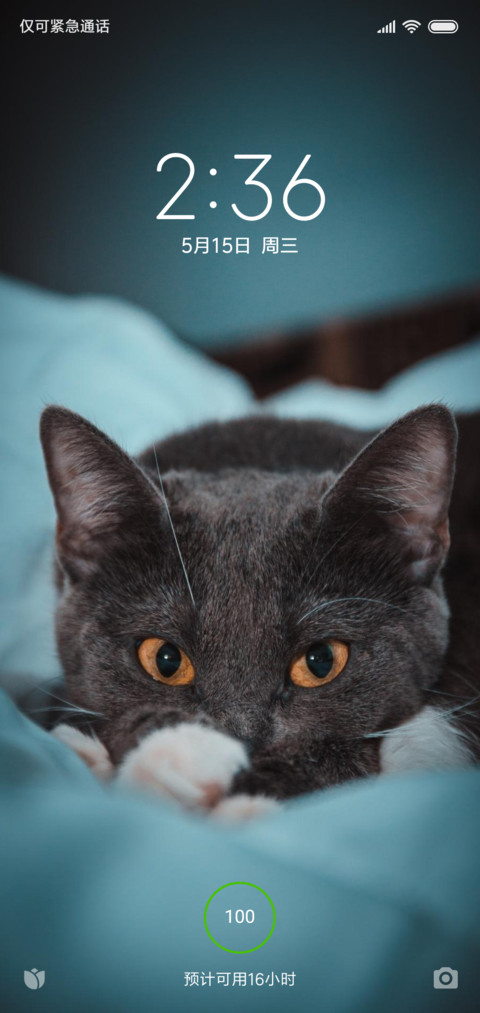 一只猫 screenshot