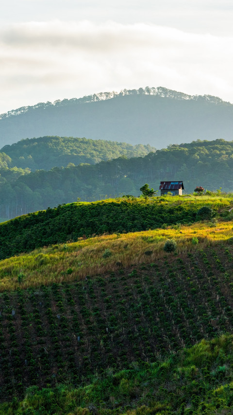 Moka Coffee Farm Sunrise screenshot