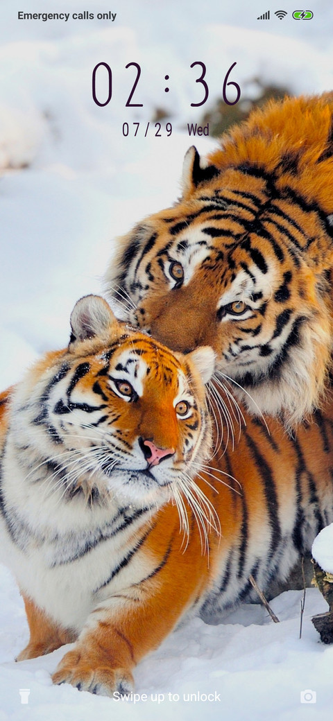 Tiger on snow_3MDS screenshot