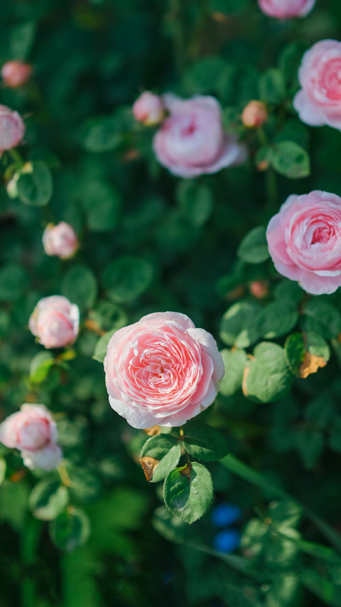 Remember to raise roses in may screenshot