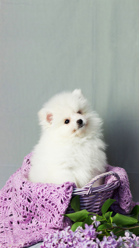 Pomeranian spitz. Cute puppy screenshot