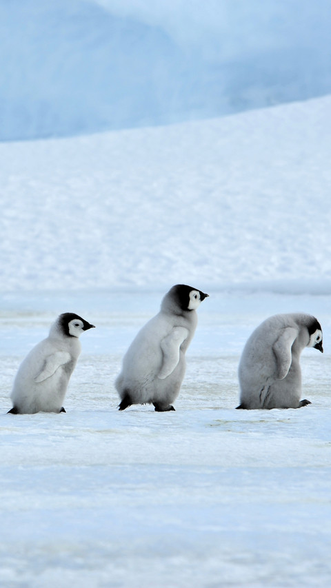 Cute penguin-03 screenshot