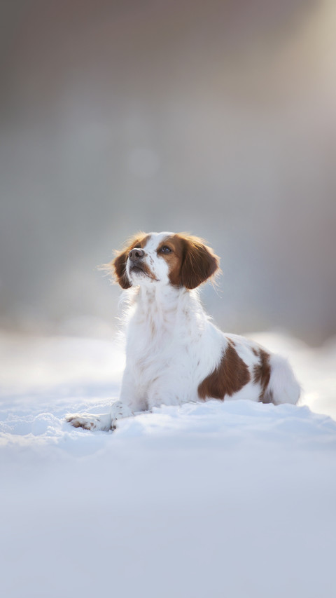 Breton dog in snowy landscape screenshot