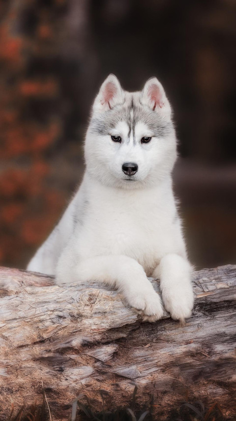 Dog137 screenshot