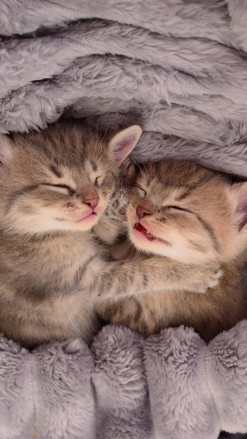 Two kittens are sleeping in the blanket screenshot