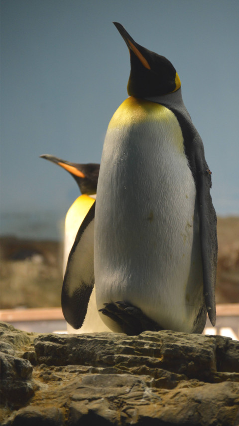 Pingu (8) screenshot