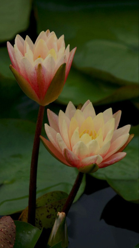 美丽荷花 screenshot