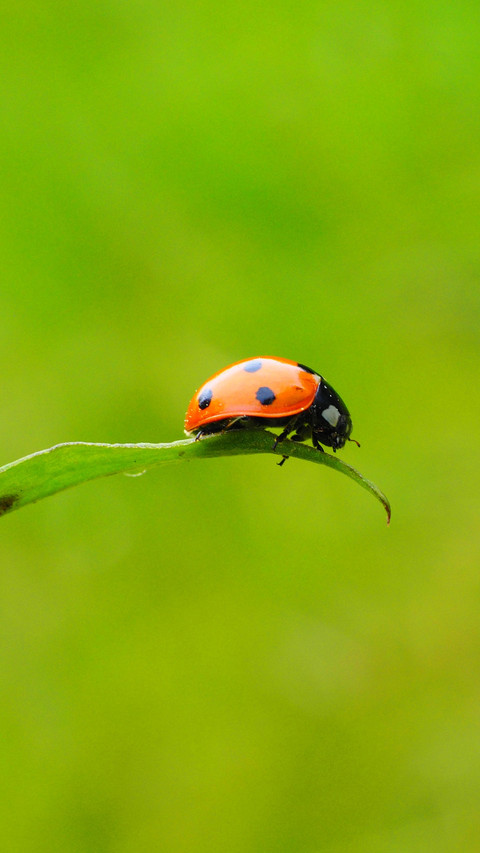 ladybug (1) screenshot