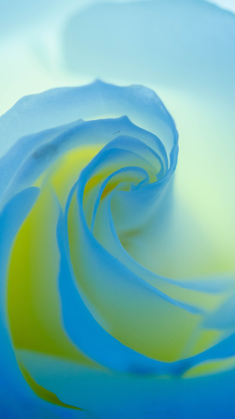 Macro view of roses screenshot