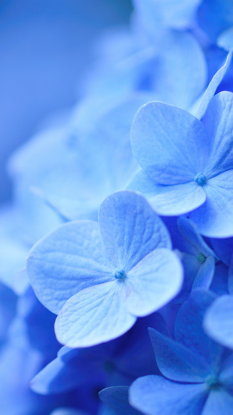 What should we pay attention to in macro photography 38 screenshot