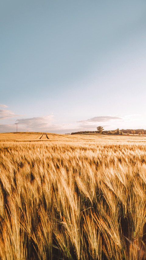 Grainfield cornfield farmland sunset golden hour country sun screenshot