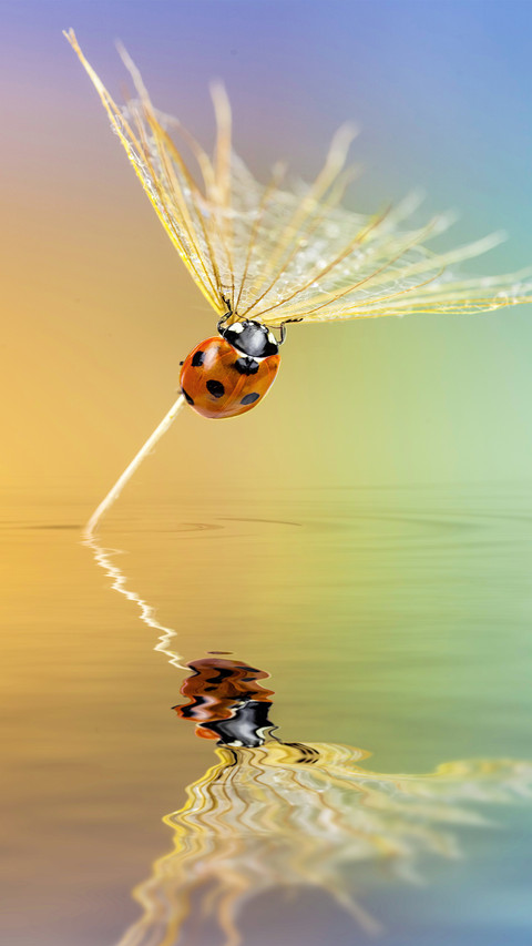 Skills sharing of macro photography 42 screenshot