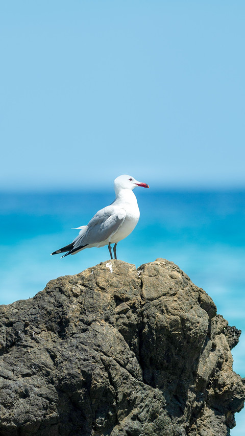 Seagull on the beach coast in Ibiza in summer screenshot