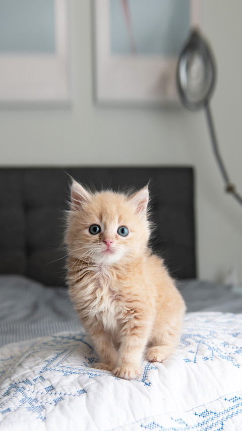 Tiny Fluffy Buff Kitten Sitting on Striped Blanket screenshot