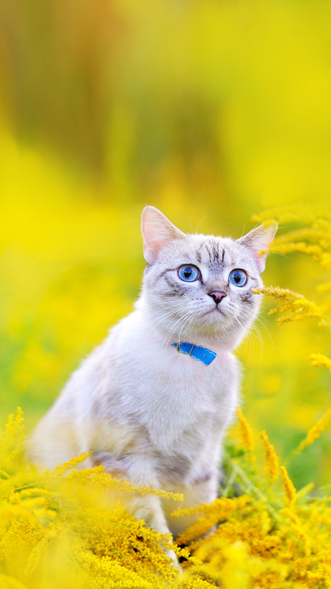 Pretty blue eyed cat at yellow flowers meadow screenshot
