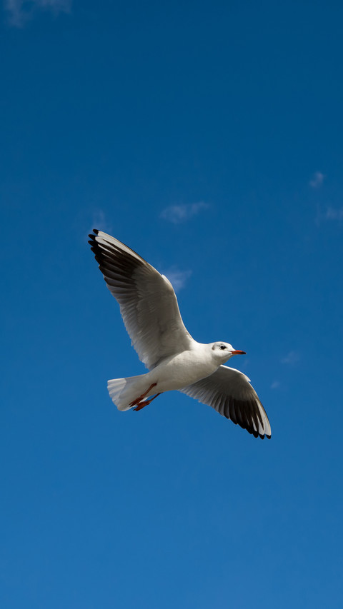 Seagulls under the blue sky screenshot