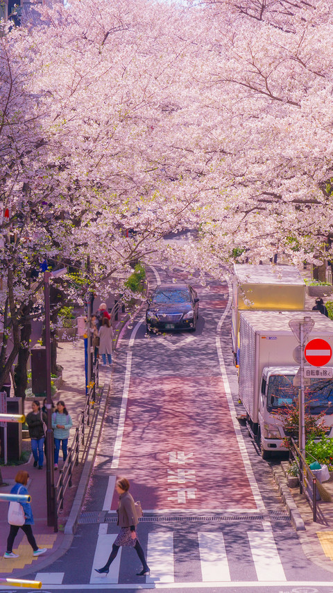 Cherry Blossom Season screenshot