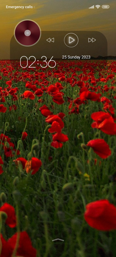 flowers poppies screenshot