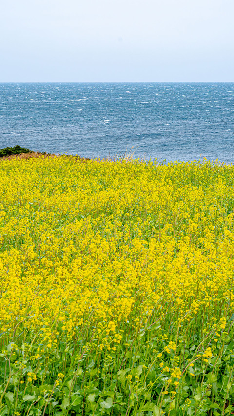 Rape flowers bloom on the blue coast screenshot