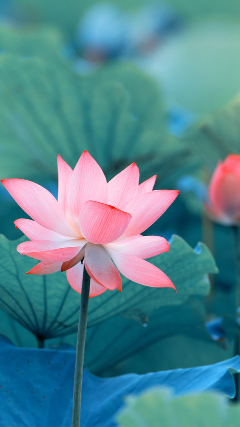 Blooming Flowers screenshot