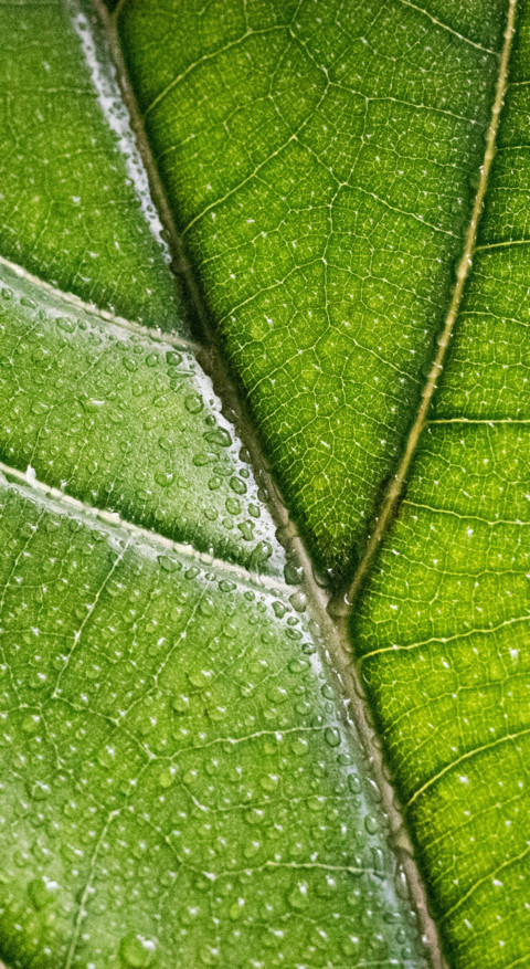 Macro Photography (6) screenshot