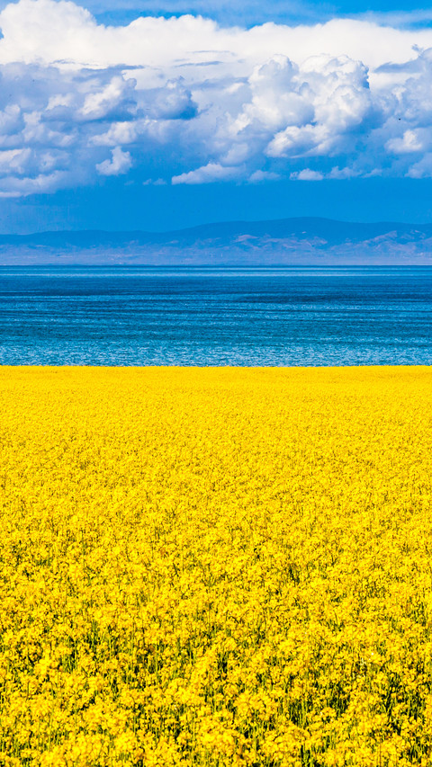 Flower sea tourism drives income growth screenshot