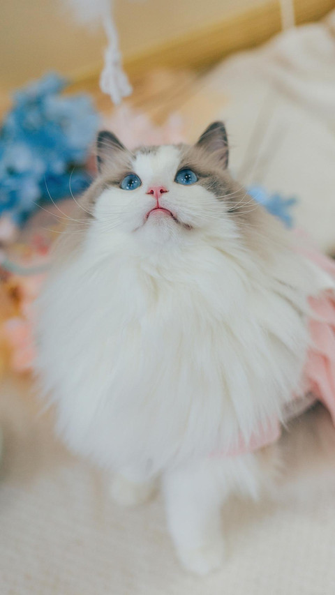 猫咪身体的秘密 screenshot