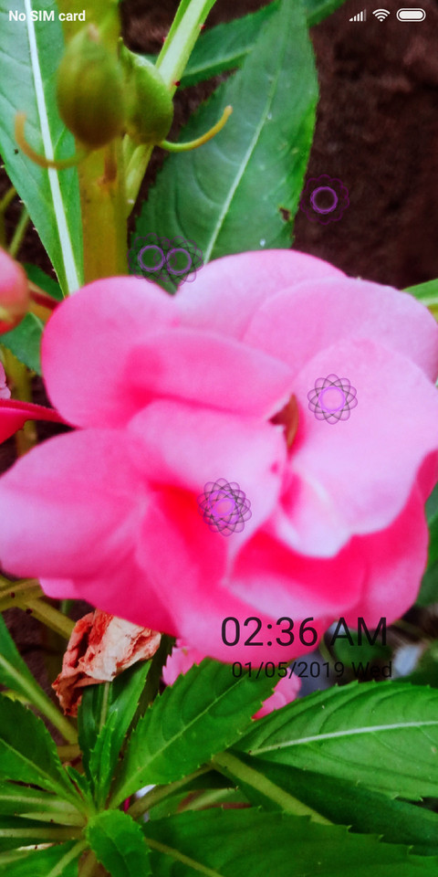 c flower_DWM2 screenshot