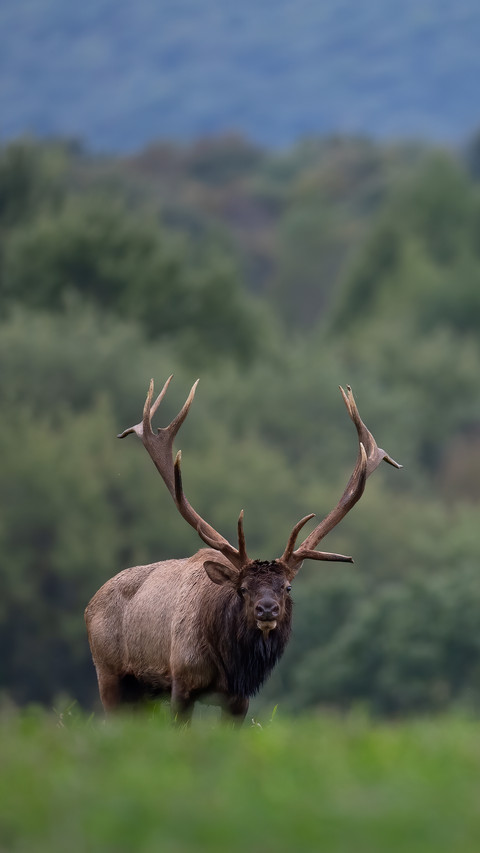 A bull elk during the rut season screenshot