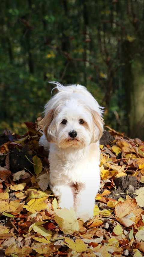 Dog522 screenshot