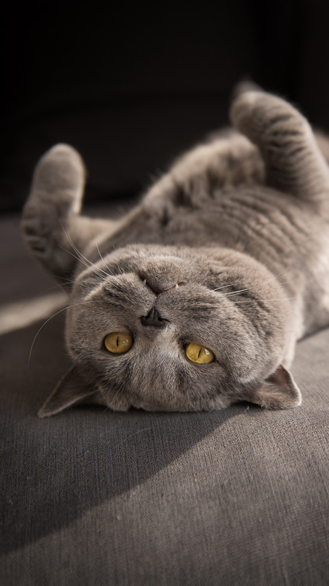 Blue cats are also divided into several types screenshot