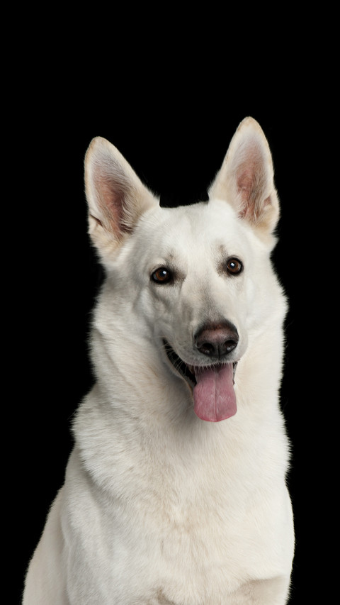 Which dogs are suitable for children 27 screenshot