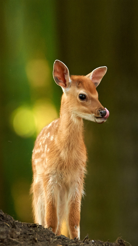 A baby fallow deer dama dama screenshot