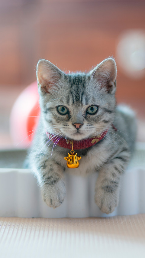 A kitten wearing a necklace screenshot