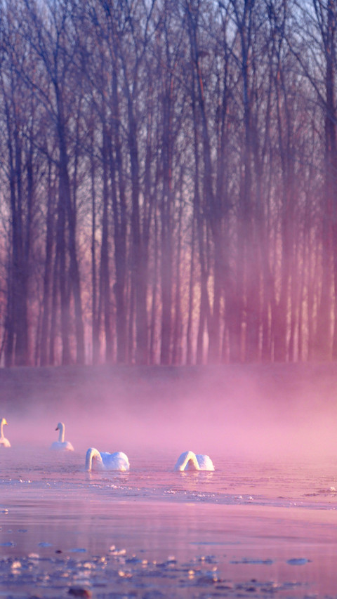 Morning mist gently wraps the swan's dance screenshot