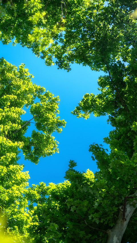 Look up and step into the summer green realm 2 screenshot