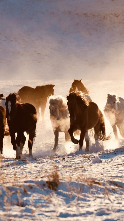Horse hooves raise dust and shadows screenshot