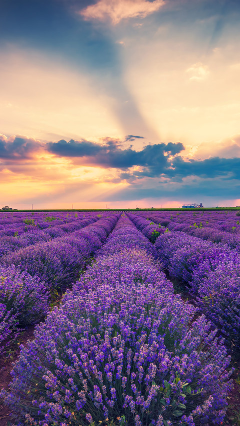The lavender field at sunset screenshot