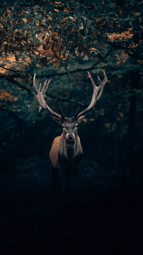 Deer (1) screenshot