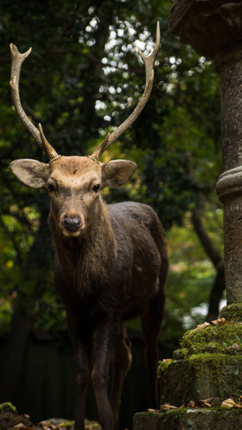 Deer (2) screenshot