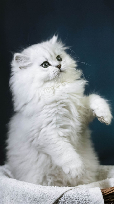 Cat (7) screenshot