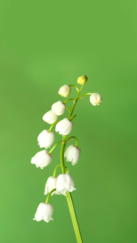 Beautiful lily screenshot