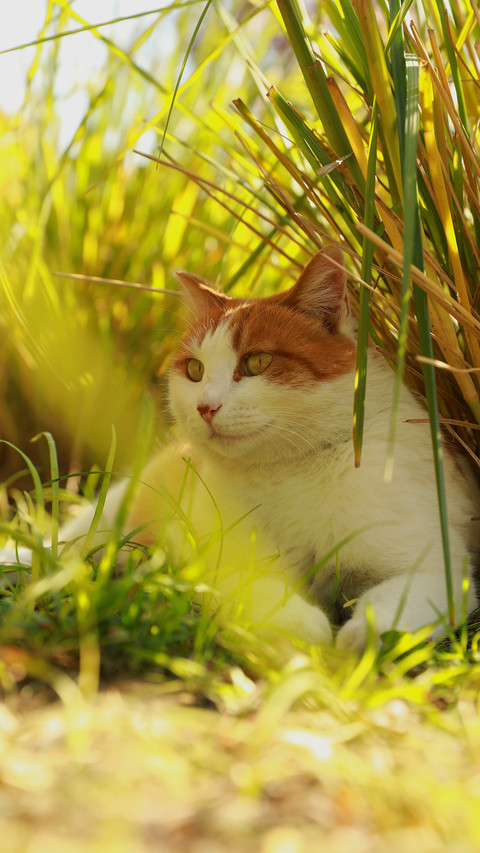 The cat under the rice field screenshot