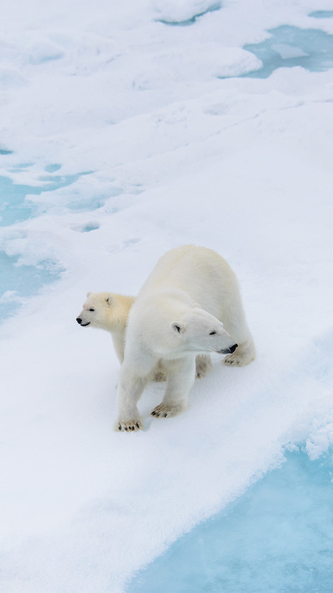 Polar Bear Mother and Cub on the Pack Ice screenshot