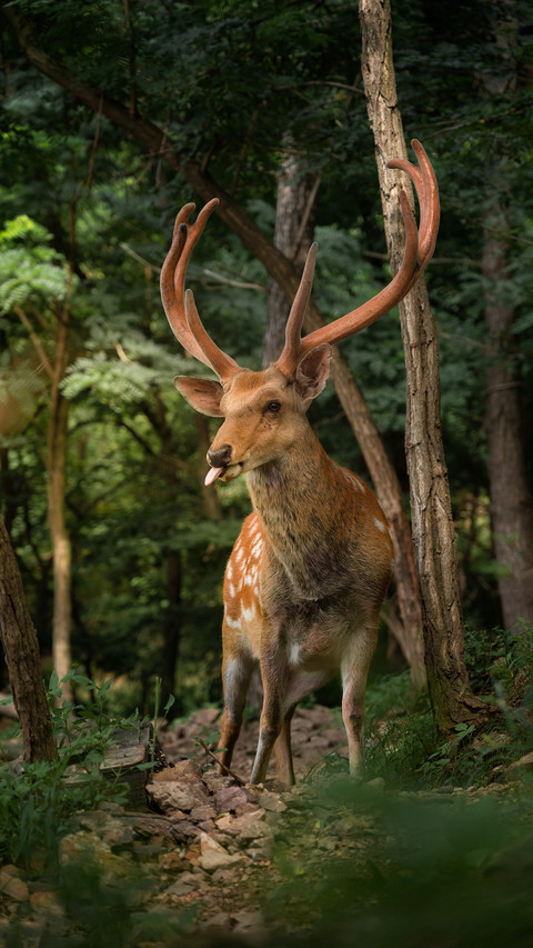 Deep in the woods one sees deer screenshot