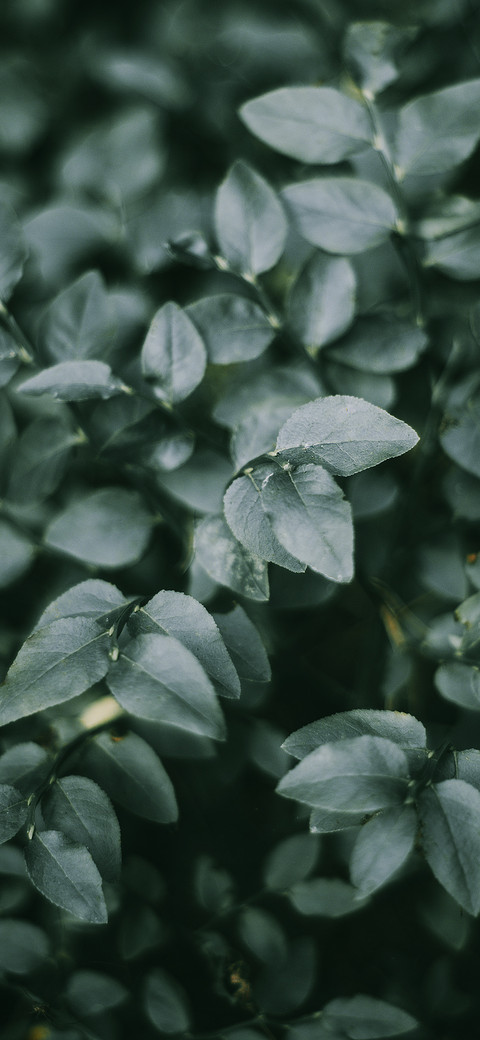 Shadows of Green Leaves-PAIXIN screenshot