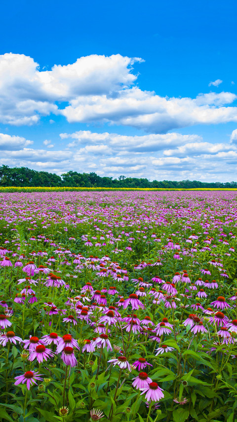 Colorful Flower Field screenshot
