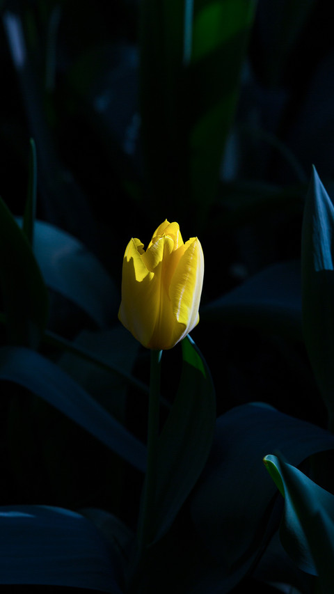 Tulips in Full Bloom in the Park in Spring screenshot